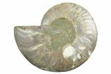 Cut & Polished Ammonite Fossil (Half) - Madagascar #347539-1